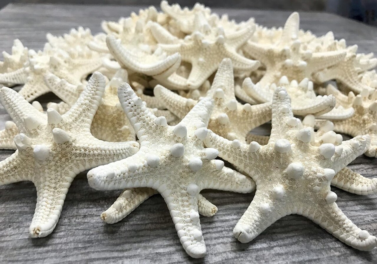 Knobby Starfish 48 Knobby Starfish White 1 1/4" to 2 1/4" Stars
